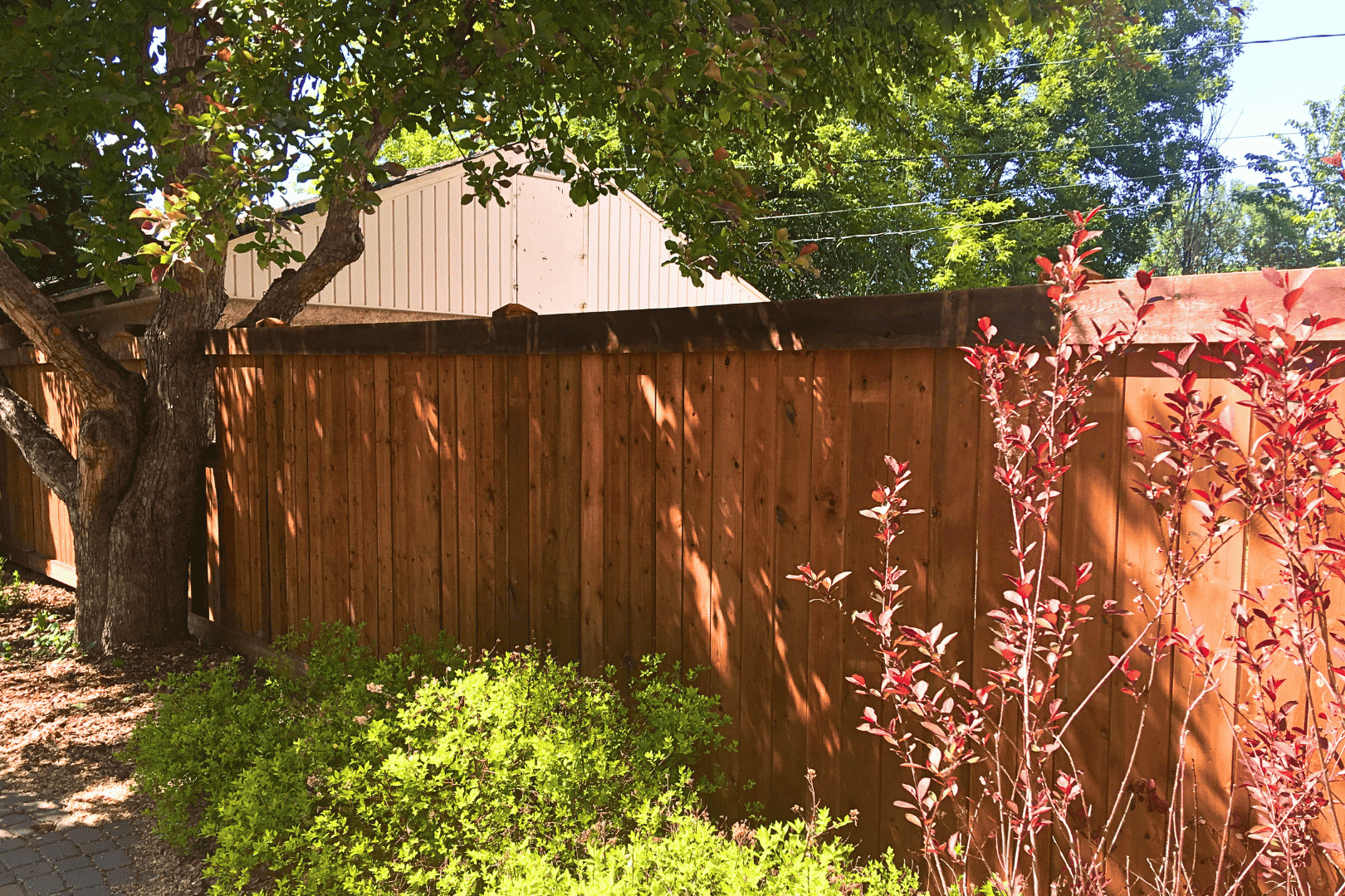 Wood fence surrounded by vegetation, requiring increased maintenance effort.